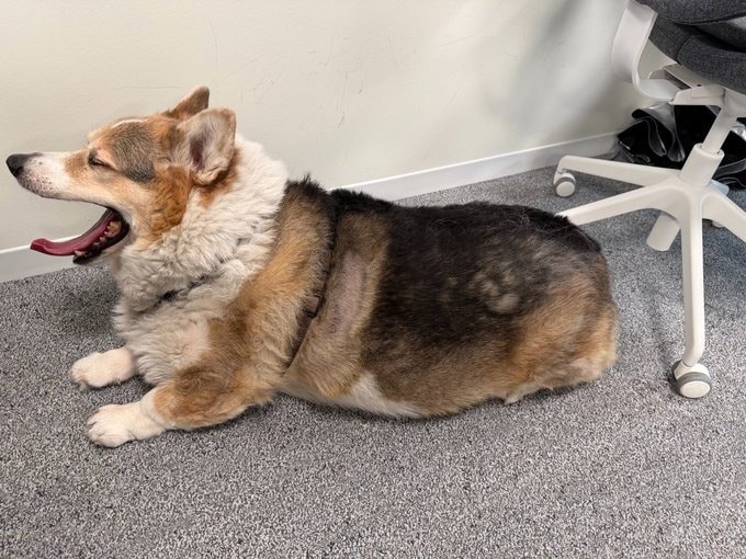 batman the corgi, irl
